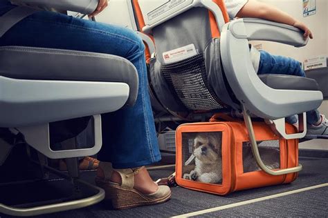 latam pet policy in cabin.